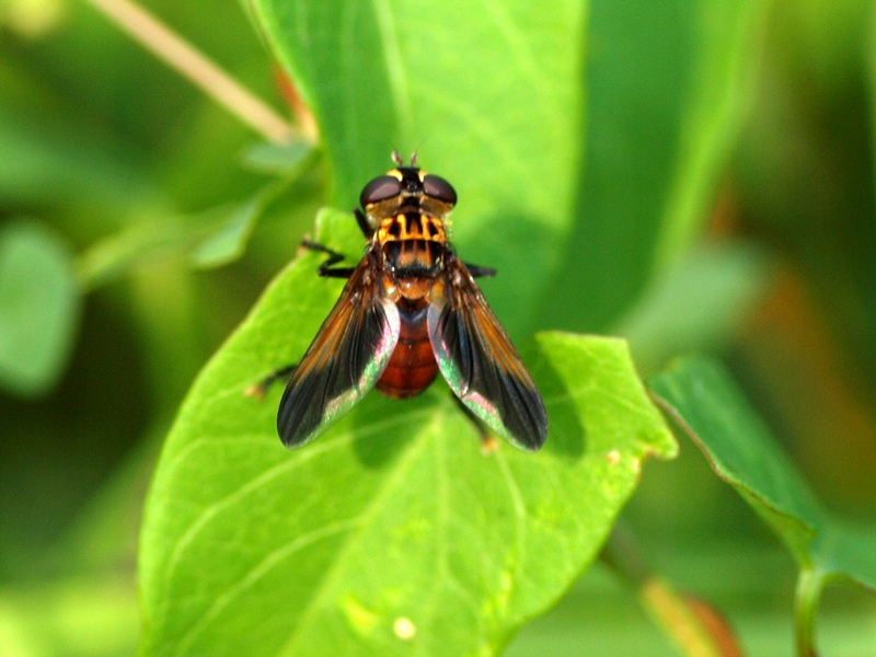 Tachinidae: Trichopoda pictipennis